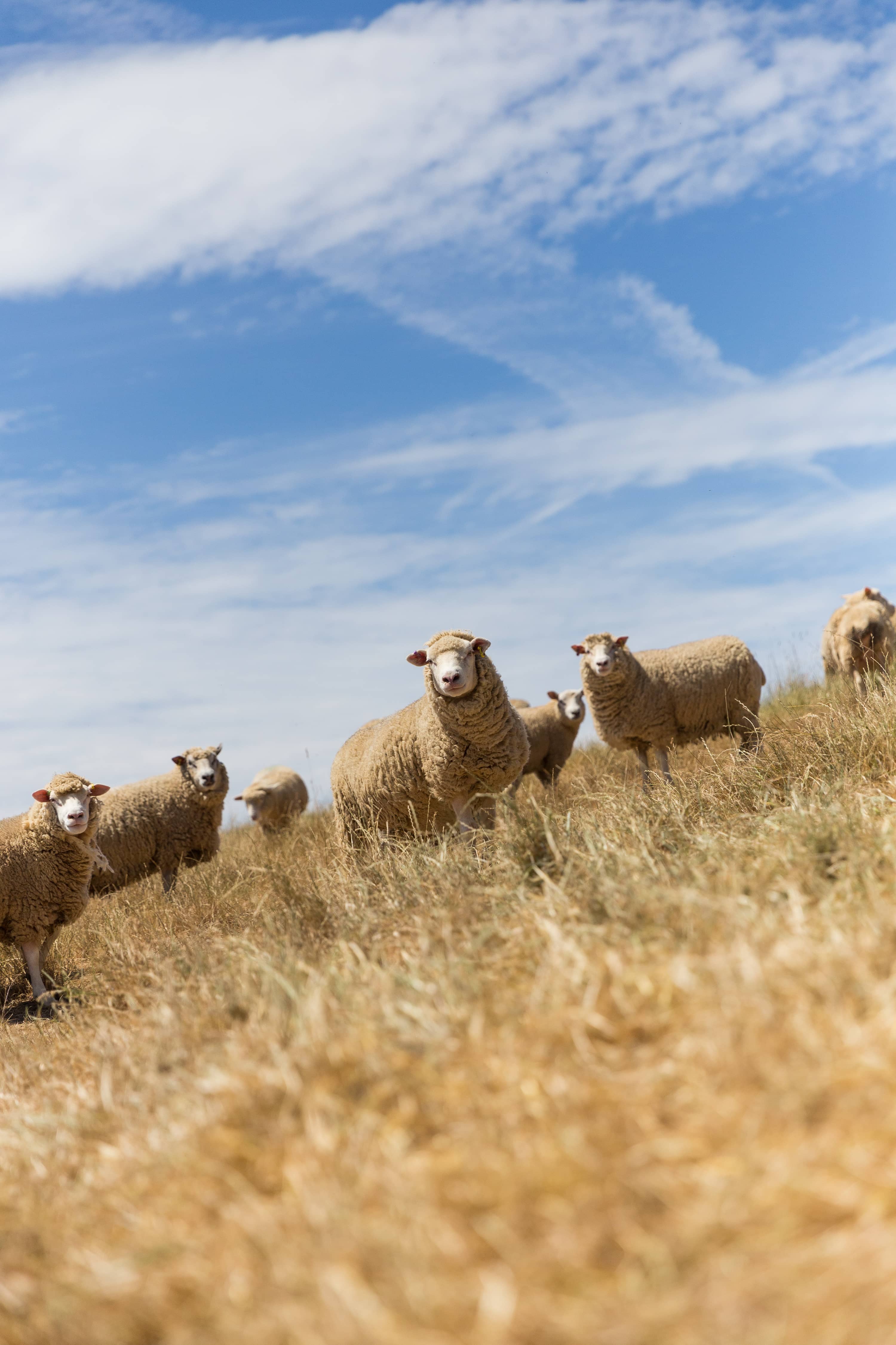 Trevio Farm House - Friendly Neighbours